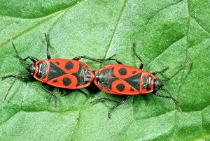 Apterus: Fire Bugs - mating pair