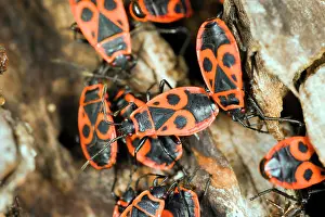Berlin: Fire bugs (Pyrrhocoridae), Berlin, Germany, Europe