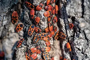 Pyrrhocoridae: Fire bugs (Pyrrhocoridae), popularly known as fi