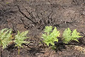 Regeneration: Fire charred heathland with new bracken growth