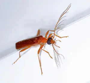 Feathery: Fire-Colored Beetle
