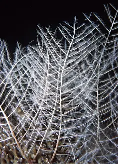 Stinging: FIRE CORAL