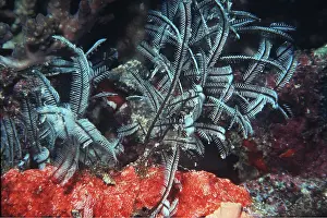 Valerie & Ron Taylor: FIRE CORAL - Stinging hydriod