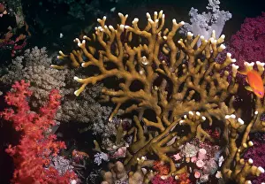 Dichotoma: Fire Coral - venomous