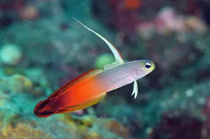 Fire: Fire Dartfish