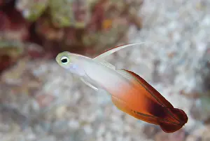 Fire: Fire Dartfish