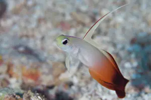 Fire: Fire Dartfish
