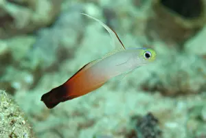 Magnifica: Fire Dartfish - with extended fin