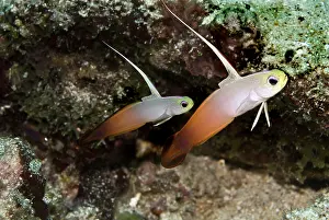 Dartfish: Fire Dartfish - seen living in pairs these fish