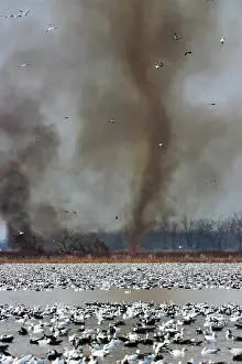 Squaw: Fire Devil and Snow Geese