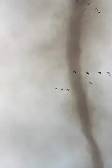 Squaw: Fire Devil and Snow Geese