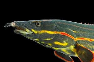 Fire: Fire eel (Mastacembelus erythrotaenia), animal portrait
