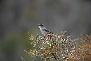 Chile: Fire-eyed Diucon