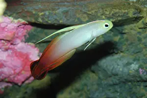 Gobys: Fire Goby