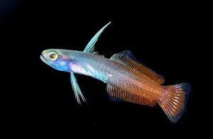Vent: Fire goby (Nemateleotris magnifica), Tahiti, french