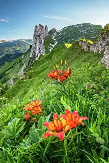 Alpstein: Fire lily (Lilium bulbiferum) in front of Saxer