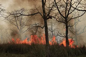 Fires: Fire lit to burn down high grass vegetation