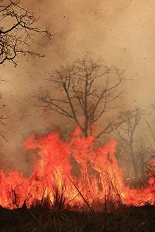 Fires: Fire lit to burn down high grass vegetation