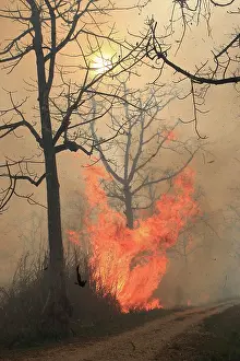 Fires: Fire lit to burn down high grass vegetation
