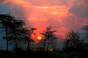 Wildfire: Fire - lit by Maasai people to promote new grass