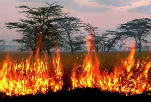 Wildfire: Fire - lit by Maasai people to promote new grass