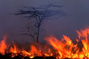 Wildfire: Fire - lit by Maasai people to promote new grass