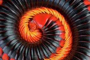 Spiral: Fire Millipede (Aphistogoniulus corallipes)