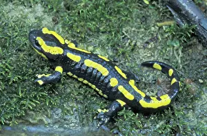 Salamandra: Fire Salamander