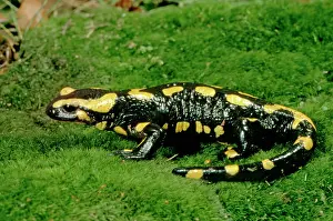 Salamandra: Fire Salamander