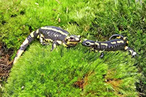 Salamandra: Fire Salamander