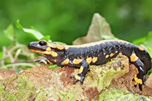 Salamandra: Fire Salamander
