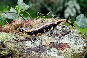 Salamandra: Fire Salamander