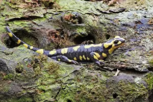 Salamandra: Fire Salamander