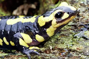 Salamandra: Fire Salamander