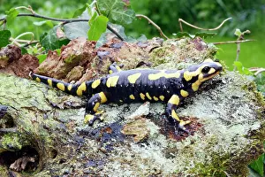 Salamandra: Fire Salamander