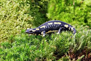 Salamandra: Fire Salamander