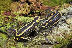 Salamandra: Fire Salamander