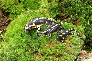 Salamandra: Fire Salamander - three