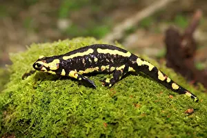 Salamandra: Fire Salamander