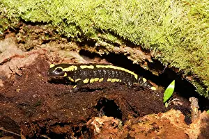 Salamandra: Fire Salamander