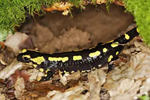 Salamandra: Fire Salamander
