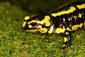 Salamandra: Fire Salamander