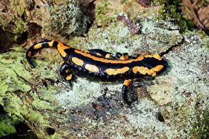Salamandra: Fire Salamander