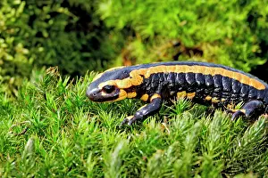 Salamandra: Fire Salamander