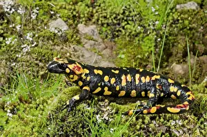 Salamandra: Fire Salamander