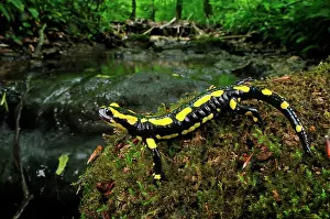 Salamandra: Fire Salamander