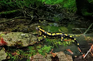 Salamandra: Fire Salamander