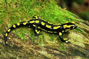 Salamandra: Fire Salamander