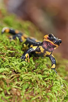 Salamandra: Fire Salamander