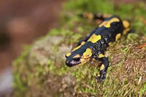 Salamandra: Fire Salamander